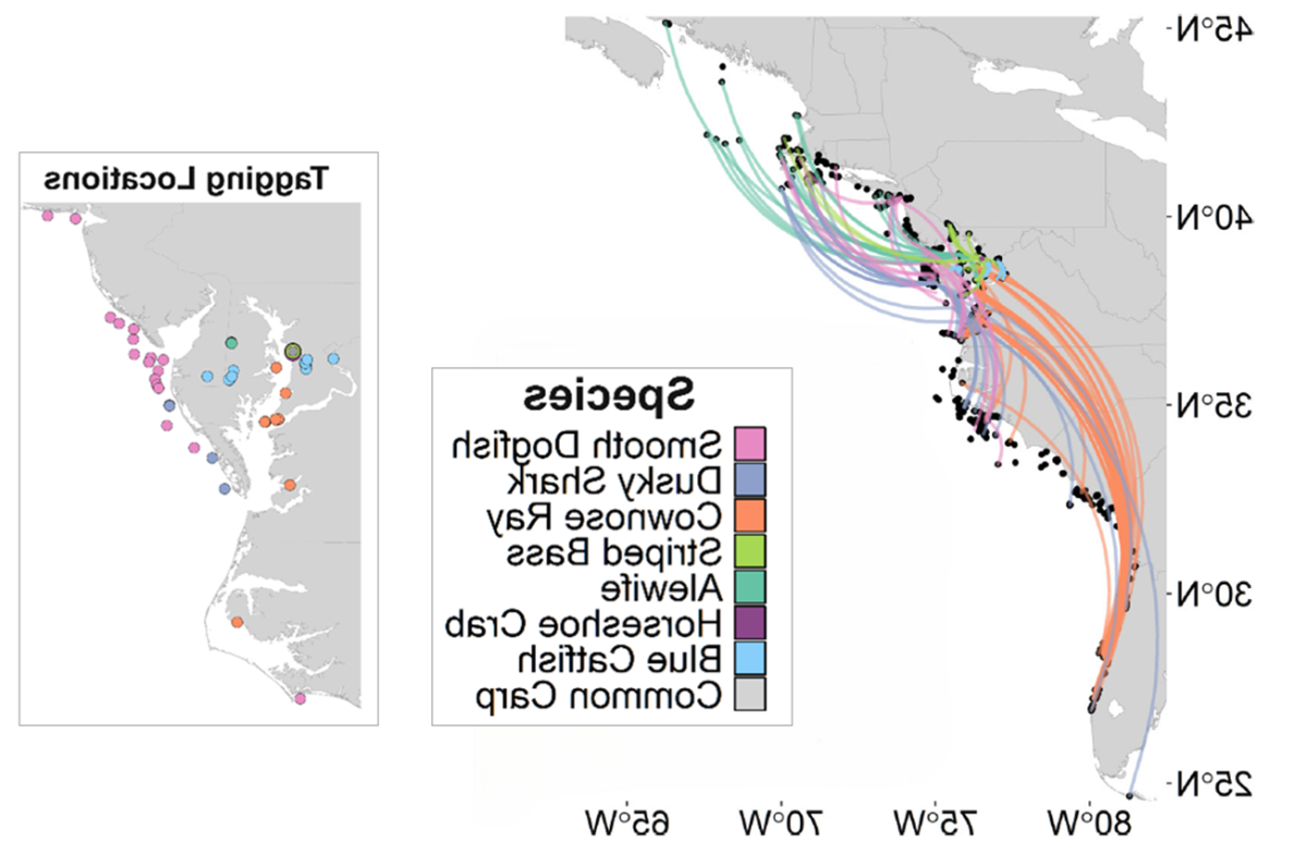 map showing migration paths of different aquatic species from chesapeake bay outward